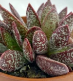Adromischus Maculatus — vista laterale