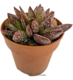 Adromischus Maculatus