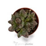 Adromischus cooperi — vista laterale