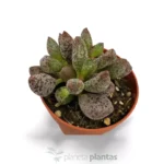 Adromischus cooperi — vista dettaglio