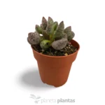 Adromischus cooperi — foto principale