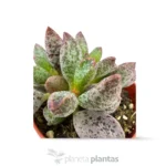 Adromischus cooperi