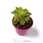 Kiwi Eonio — vista dettaglio