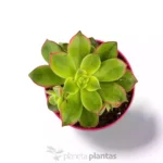 Kiwi Eonio — foto principale