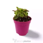 Kiwi Eonio — vista laterale