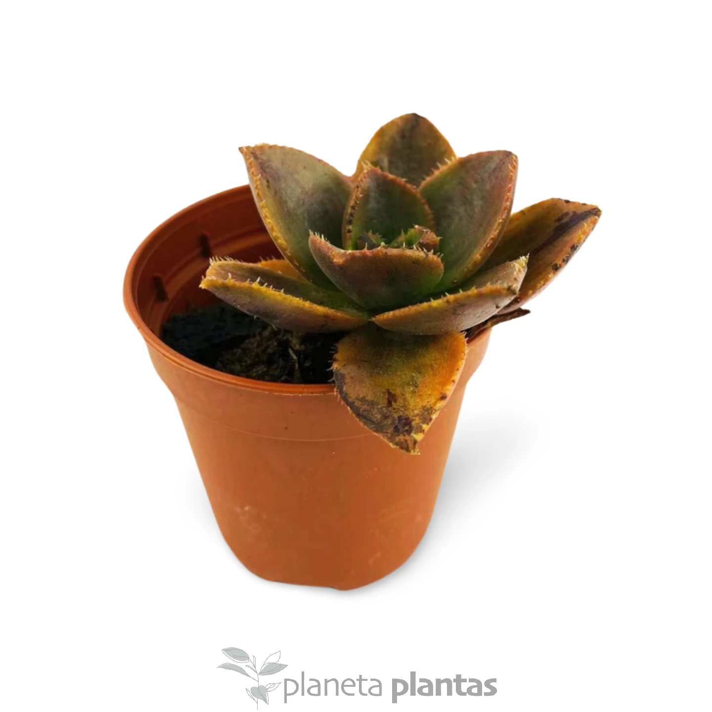 Aeonium Nobile-2 Eonio Nobile -