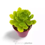 Aeonium pseudomacrochele — foto principale