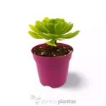 Aeonium pseudomacrochele — vista dettaglio