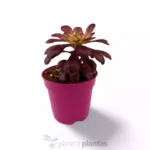 Aeonium Rosso Granato Giallo Variegato Vulcano — vista dettaglio