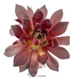 Rosa Nera Succulente - (Aeonium Zwartkop) — foto principale