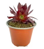 Rosa Nera Succulente - (Aeonium Zwartkop)