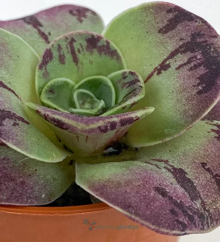 Bea d'Oro - (Aeonium Aureum) — foto principale