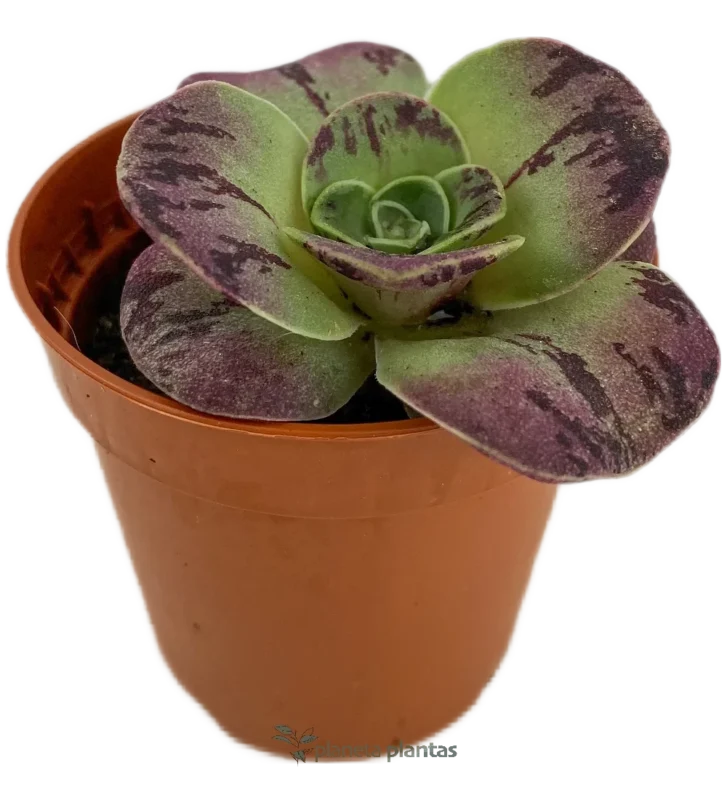 Bea d'Oro - (Aeonium Aureum)