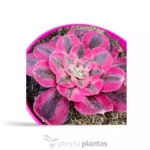 Strega Rosa Aeonium — vista laterale