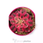 Strega Rosa Aeonium