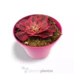 Strega Rosa Aeonium — foto principale