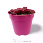 Strega Rosa Aeonium — vista dettaglio