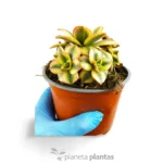 Aeonium Decorum Variegatum Giallo — vista dettaglio