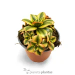Aeonium Decorum Variegatum Giallo