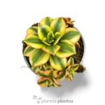 Aeonium Decorum Variegatum Giallo — foto principale