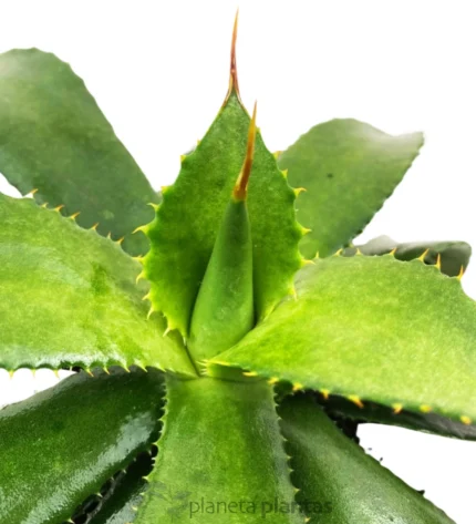Agave Congesta — foto principale