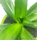 Agave Desmettiana Verde — foto principale
