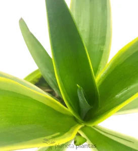 Agave Desmettiana variegata L — foto principale