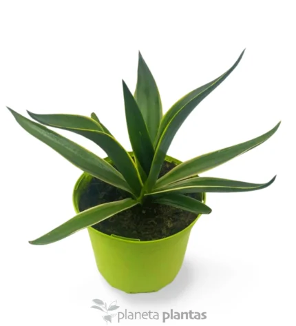 Agave Desmettiana variegata L