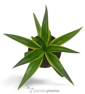Agave Desmettiana variegata — foto principale