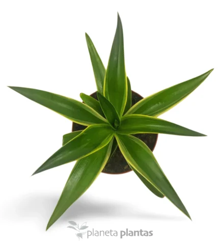 Agave Desmettiana variegata — foto principale