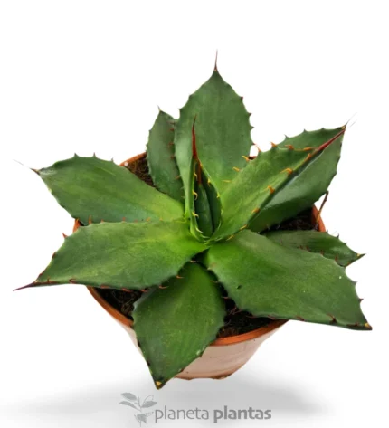 Agave Flexispina — foto principale