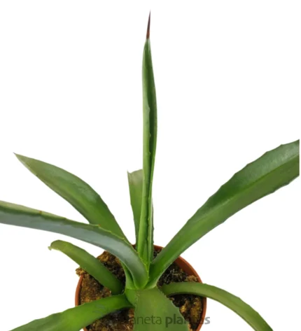 Agave Fourcroydes — foto principale