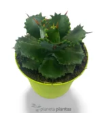 Agave Isthmensis