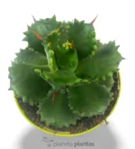 Agave Isthmensis — foto principale