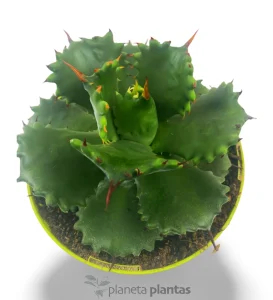 Agave Isthmensis — foto principale