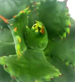 Agave Isthmensis — vista dettaglio