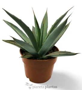 Agave Macroacanta