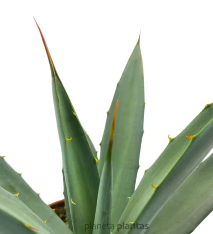 Agave Macroacanta — foto principale