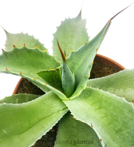 Agave Ovatifolia — foto principale