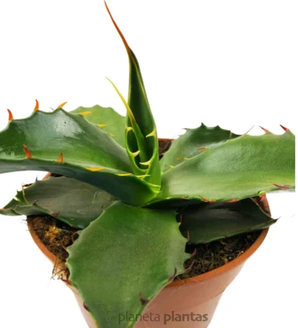Agave Parryi huachucensis — foto principale