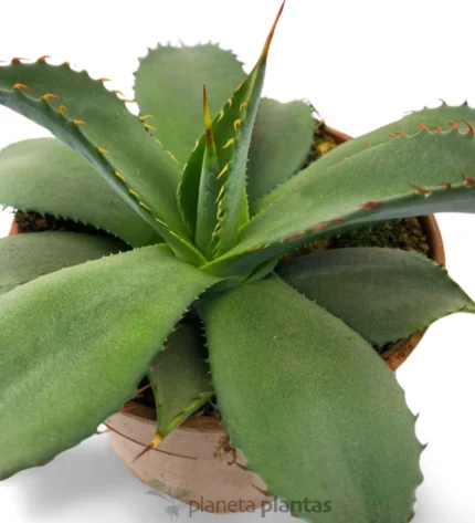 Agave Parryi truncata — foto principale