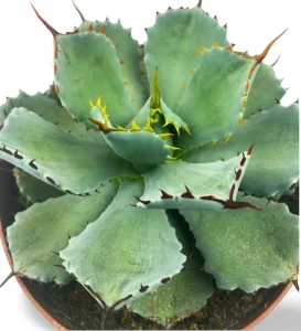 Agave Potatorum kichijokan — foto principale