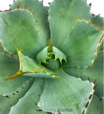 Agave Potatorum kichijokan — vista dettaglio