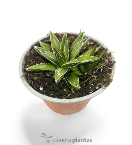 La regina Vittoria Agave