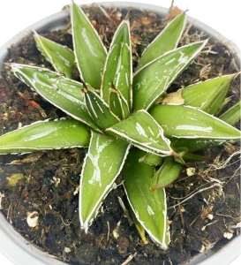 La regina Vittoria Agave — foto principale
