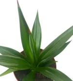 Agave Sisalana — foto principale
