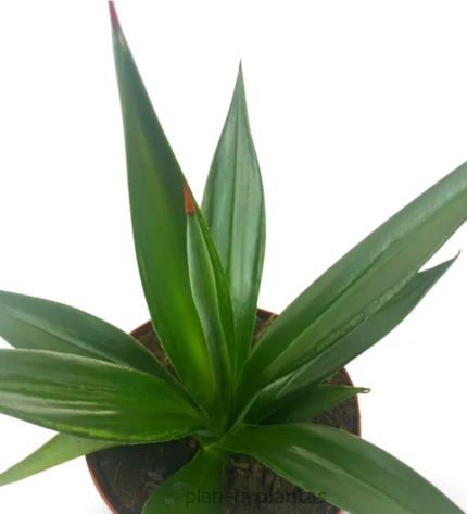 Agave Sisalana — foto principale