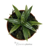 Agave Vittoria — foto principale