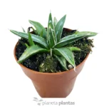 Agave Vittoria — vista dettaglio