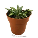 Agave Vittoria